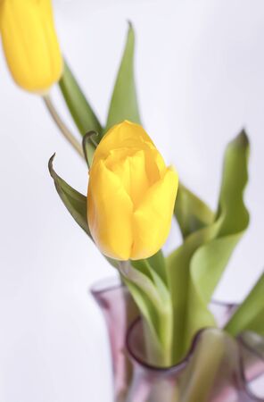 A bouquet of spring yellow tulip flowers.の写真素材