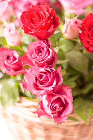 Beautiful pink and red roses in a basket.の写真素材