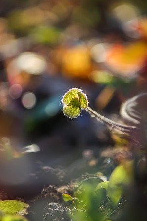 Small wild flower in sunlight
