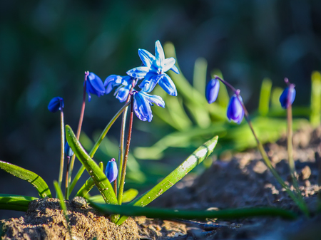 Blue first spring flowers of the Scilla Squill plant blooming in a forest. Scilla Bifolia.の写真素材