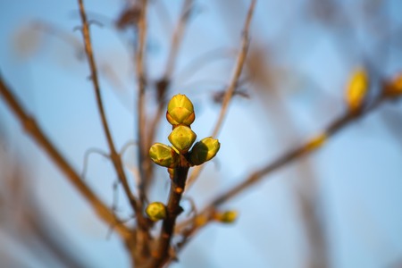 Green buds on tree branches in spring forest on blue sky background.