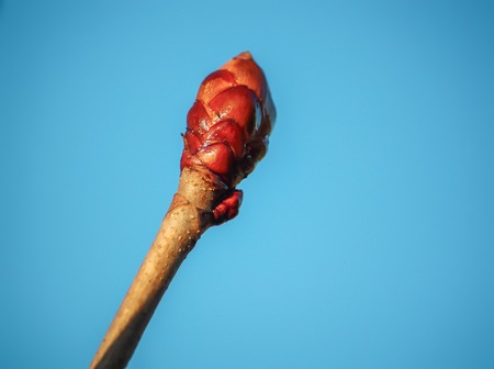 Green buds on tree branches in spring forest on blue sky background.の写真素材