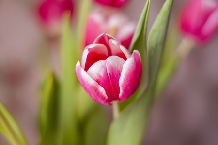 Beautiful spring tulip flowers
