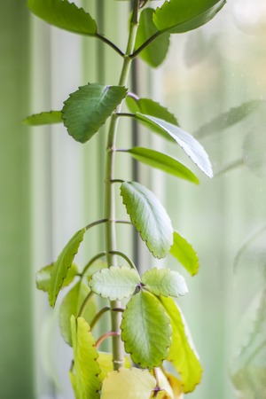 Young plants of Kalanchoe with green leaves.の写真素材
