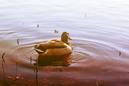 Wild ducks swimming on river surface in sunset light. Spring landscape in East Europe.の写真素材