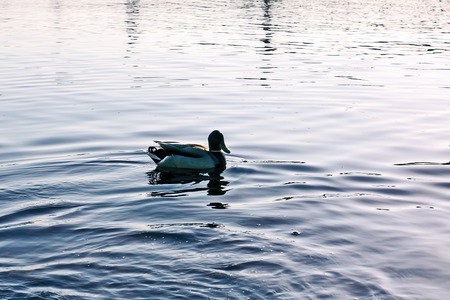 Wild ducks swimming on river surface in sunset light. Spring landscape in East Europe.の写真素材