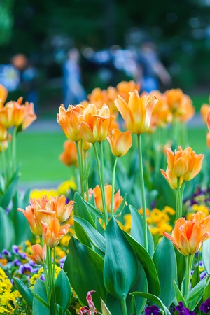 Beautiful garden flowers. Bright tulips blooming in spring park. Urban landscape with decorative plants close up.の写真素材