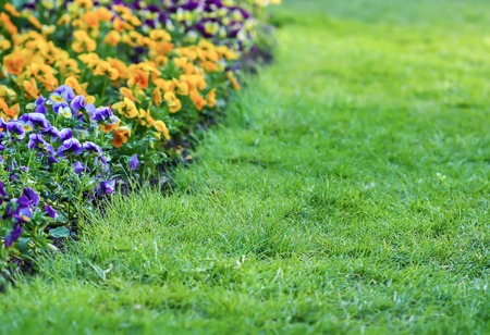 Beautiful garden flowers. Multicolored pancies in spring park.の写真素材