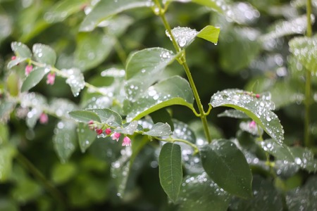 Beautiful green leaves in summer park with drops of water after rain.の写真素材