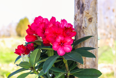 Rhododendron plant flowers close upの写真素材