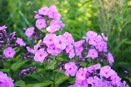 Beautiful garden flowers. Purple phloxes. Perennial decorative plants.の写真素材