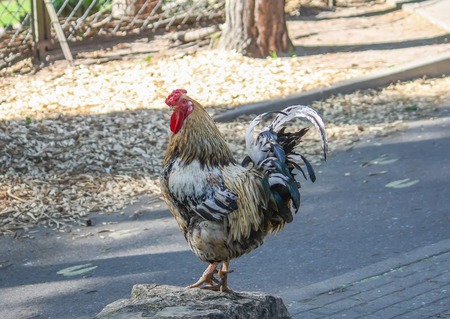 Colorful rooster or cock in the farm yard outdoors.