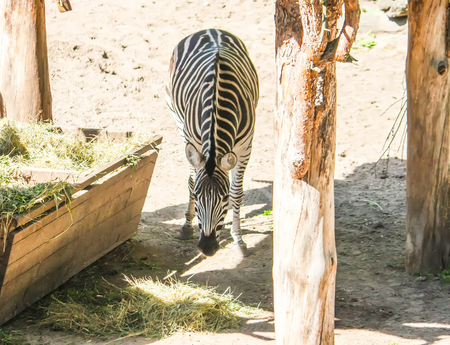 Common Zebra, Equus quagga beautiful striped animal eating dry hay in feeder. Equus burchelli chapmani.の写真素材