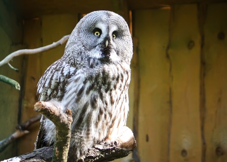 Great Grey Owl, tawny vulture, Strix nebulosa. Beautiful wild bird.の写真素材