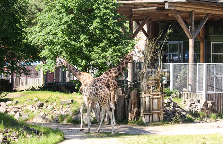 Beautiful animals giraffes in zoological garden. Giraffa camelopardalis rothschildi.の写真素材