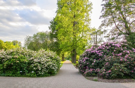 Beautiful landscape with rhododendron plants in bloom in spring park.の写真素材