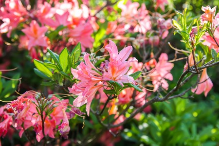 Beautiful Rhododendron plants in bloom in spring park.の写真素材
