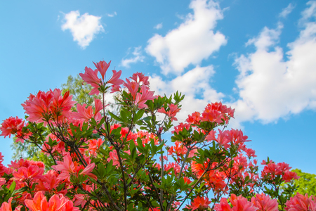 Beautiful Rhododendron plants in bloom in spring park.の写真素材