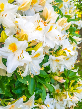 Beautiful Rhododendron plant with fragrant white flowers in spring park.の写真素材