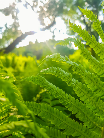 Natural background of green forest fern in soft sunlight. Golden gradient effect.の写真素材