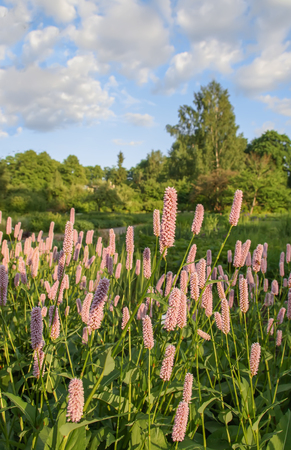 Summer landscape with decorative garden pink flowers in sunlightの写真素材
