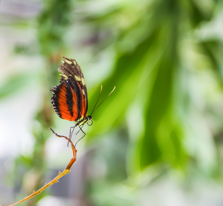 Tropical exotic bright butterfly sitting on a small tree branchの写真素材
