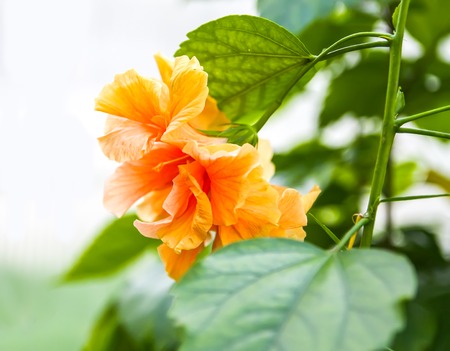 Beautiful orange Hibiscus flower with green leaves in bloomの写真素材