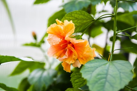 Beautiful orange Hibiscus flower with green leaves in bloomの写真素材
