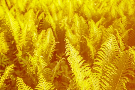 Green leaves of fern plant growing at spring in the garden.の写真素材