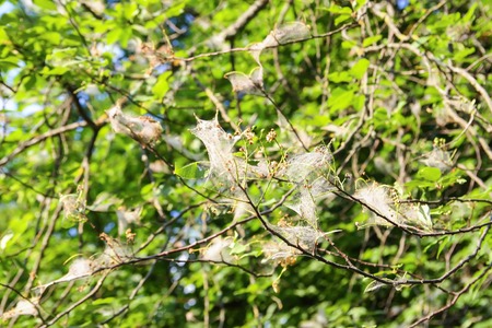 Spider web on tree branches in spring park made of bird cherry moth insect.の写真素材