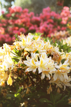 Rhododendron plant fragrant beautiful flowers blooming in spring park.の写真素材