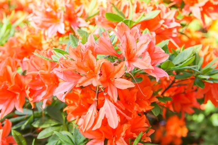 Rhododendron plant fragrant beautiful flowers blooming in spring park.の写真素材