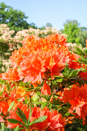 Rhododendron plant fragrant beautiful flowers blooming in spring park.の写真素材