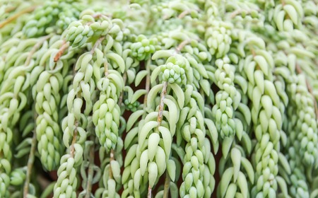 Sedum morganianum. Exotic plant of family Crassulaceae. Growing in southern Mexico.の写真素材