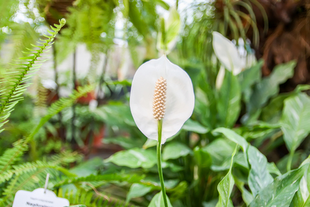 White calla flower in botanical garden.の写真素材