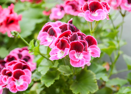 Azalea plant with bright flowersの写真素材