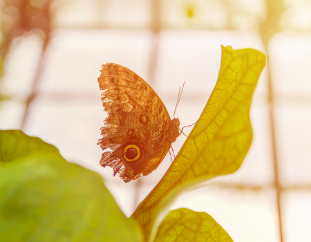 Tropical butterfly sitting on green exotic plant leavesの写真素材