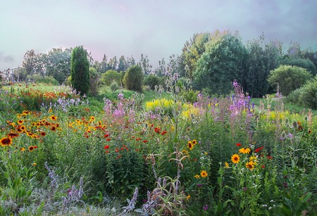 Beautiful summer landscape with blooming garden flowers. Rudbeckia and fireweed plants. Evening in countryside in East Europe, Latvia.の写真素材
