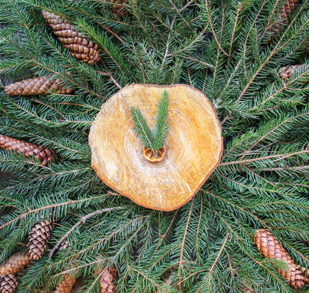 Stylized clock made of prickly green fir-tree branches and wood slice. Happy New Year seasonal design elements for festive greeting cards, poster, banner, web, invitations.の写真素材
