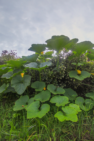 Pumpkins with large leaves growing in a gardenの写真素材