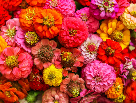 Beautiful bright colorful zinnia flowers. Ornamental plants.の写真素材