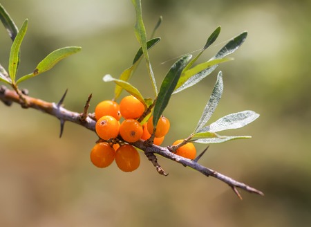 Branch of orange sea buckthorn berries in autumn park. Seasonal berry harvest in countryside.の写真素材
