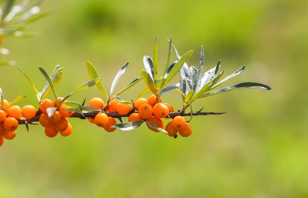 Branch of orange sea buckthorn berries in autumn park. Seasonal berry harvest in countryside.の写真素材