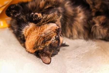 Young lazy cat lying on old rural stoveの写真素材