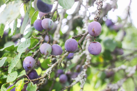 Ripe juicy fruits on a plum tree in summer garden. Fresh organic plums growing in countryside.の写真素材
