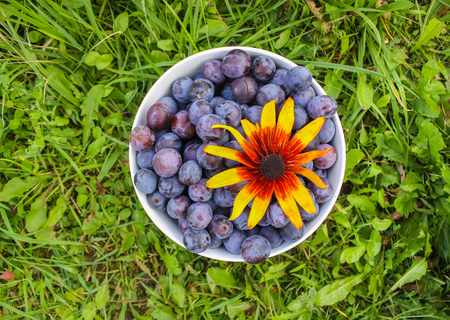 Ripe juicy plum fruits in a cup on green summer grass background. Fresh organic plums growing in countryside.の写真素材