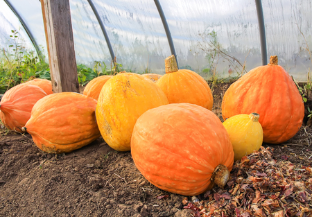 Ripe orange autumn pumpkins in greenhouse.の写真素材