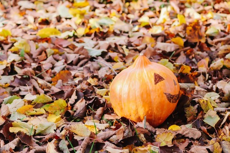 Funny Halloween pumpkin in autumn park with fall leaves.の写真素材