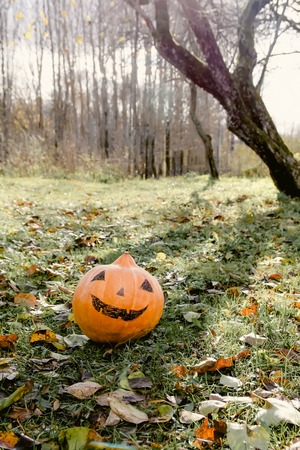 Funny Halloween pumpkin in autumn park with fall leaves.の写真素材