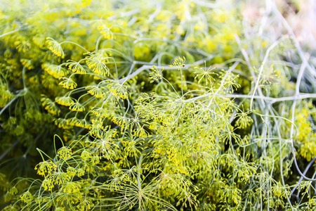 Green fresh fragrant dill umbrellas in greenhouse. Garden plants close up.の写真素材